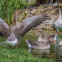 Серый гусь :: Aleksey Afonin