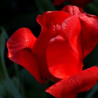 Утренний тюльпан :: Юрий. Шмаков