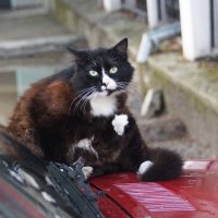 Хозяин авто отдыхает :: Наталия Григорьева