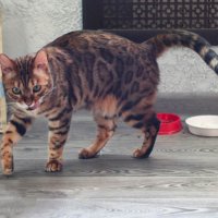 Мурзик :: Irene Irene