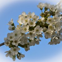 пара цветения... :: Aleksandr .