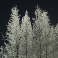 Деревья в снегу :: Александр 