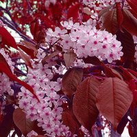 ЧЕРЕМУХА КРАСНОЛИСТНАЯ :: Наталья ***