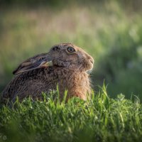 Вечерний зай :: Александр К.