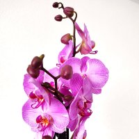 Орхидея :: Елена Галата