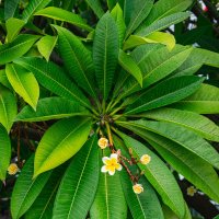 *** :: Николай Чекалин