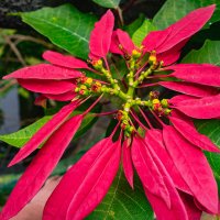 *** :: Николай Чекалин