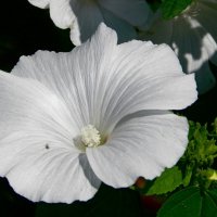 Лаватера :: Олег 