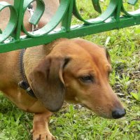 Лазутчик :: Олег 