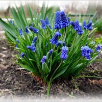 Синие звездочки :: Елена Сухорученкова