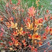 То ли листики, то ли цветочки ) :: Veera V