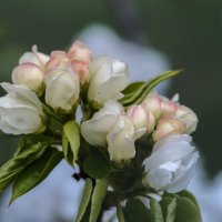 Букетик. :: Николай 