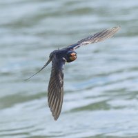 ласточка деревенская. :: юрий макаров