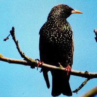 Скворушка :: Людмила Смородинская