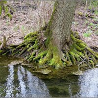 Стойкость Ольхи :: Сеня Белгородский