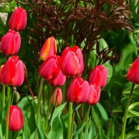 Городские цветы. :: Милешкин Владимир Алексеевич 