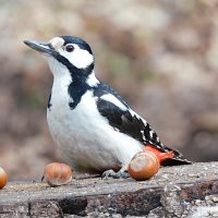 Самка БПД :: Лина 