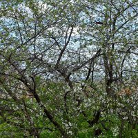 Цветение :: Юрий Гайворонскiий