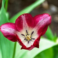 Тюльпан :: Игорь Сикорский