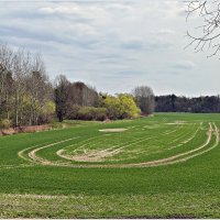 Весеннее поле. :: Валерия Комова