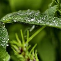 После дождя :: Мариша Тим