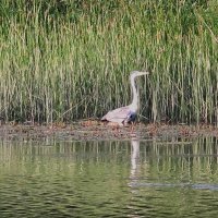Сентябрьский этюд :: Елена Шаламова