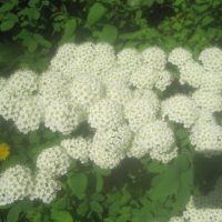 В месяце мае :: Елена Семигина