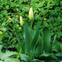 Тюльпаны :: Рита Симонова