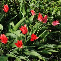 Тюльпаны :: Рита Симонова