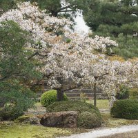 Японский сад в Киото (фрагмент) :: Liliya 