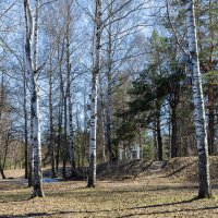 Весенний пейзаж с мать и мачехой :: Александр Синдерёв