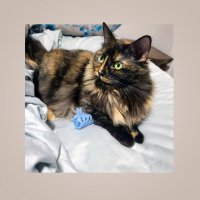 Как не моя заколка? :: Анна Пугач