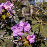 *** :: Геннадий Порохов