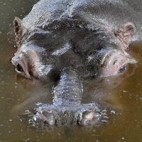 Серия "Глаза зверей" .Настороженность. :: Виктор Савельев