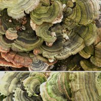 гриб древесный :: Лера 