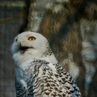 Полярная Сова :: Александр Леонов