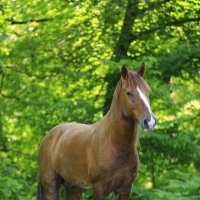 На выгуле :: Валерий 