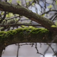 Замшелая яблоня :: Олег 