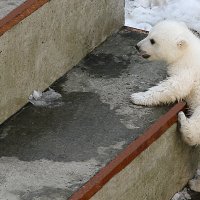 Мишка :: Андрей Пристяжнюк