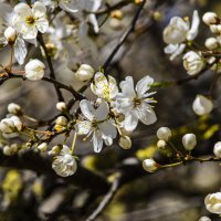 Цветение. :: Николай 