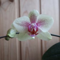 Моя коллекция орхидей :: Irene Irene