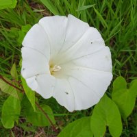 .......... :: Елена Шаламова