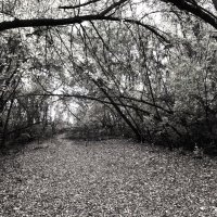 .......... :: Елена Шаламова