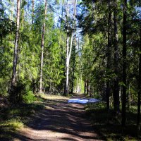 Весна :: краснов юрий 