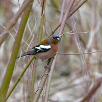 Зяблик :: Константин Анисимов