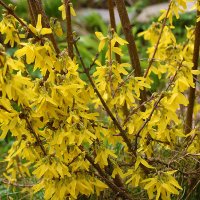 Вот и форзиция зацвела :: Светлана 