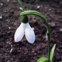 Одинокий красавчик :: Людмила Смородинская