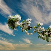 Весенняя красота ... :: Ravile 