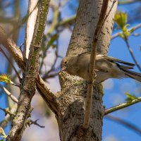 Самка зяблика. :: Sergey (Apg)