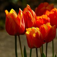 Доброе утро :: Юрий. Шмаков